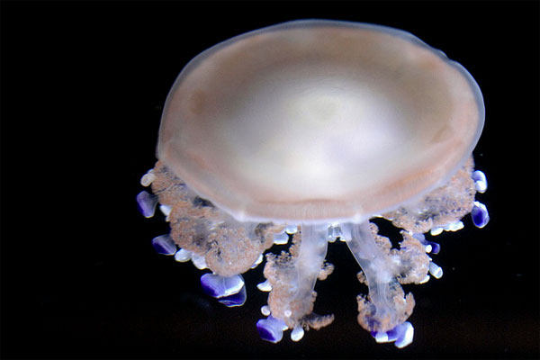 Jellyfish No Flash High ISO