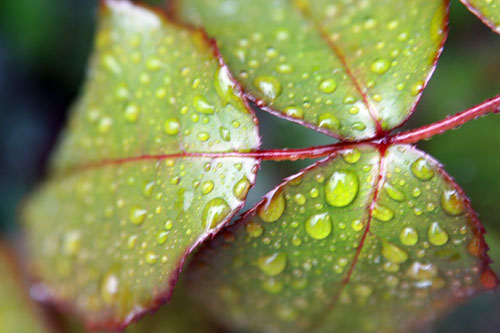 leaf petal closeup