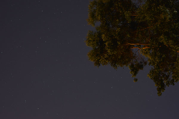 night photo with tree