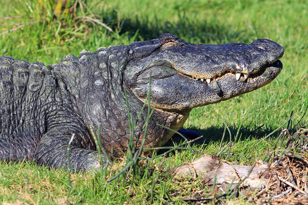 Crocodile Basking in Sun