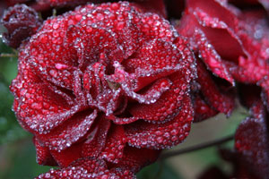 Roses with dew