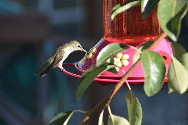 Hummingbird Closeup