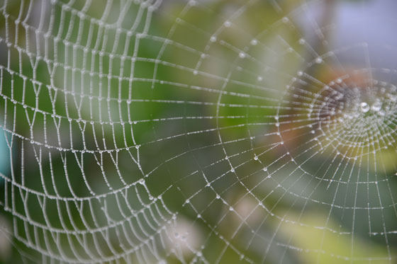 Spiderweb With Dew