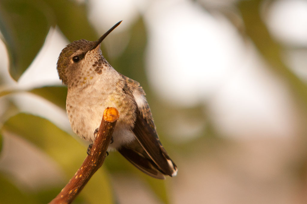 Hummingbird Resting on Tree Branch